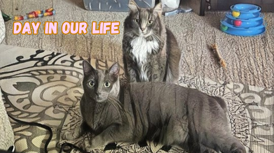 2 Cats, one laid down and the other sitting. Day of our lives behind it and used to be the beginning of the my short video. 